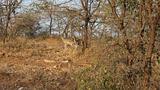 Ethiopia - 632 - Dik Dik